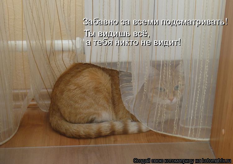 Забавно за всеми подсматривать! Ты видишь всё, а тебя никто не видит!... Котоматрица: Забавно за всеми подсматривать! Ты видишь всё, а тебя никто не видит!