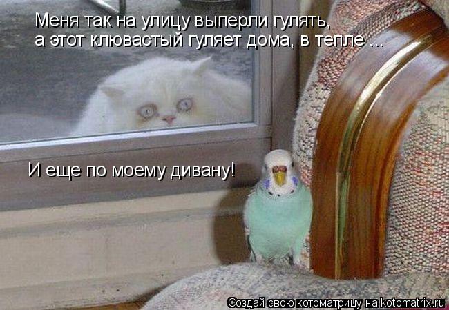Котоматрица: Меня так на улицу выперли гулять, а этот клювастый гуляет дома, в тепле ... И еще по моему дивану!