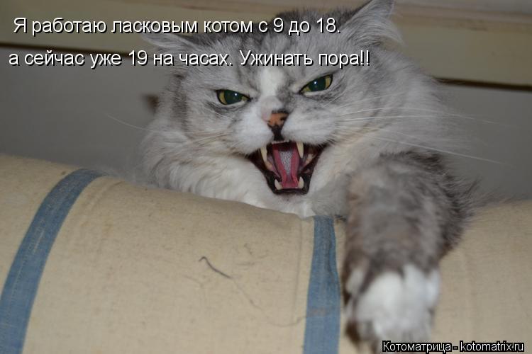 Котоматрица: Я работаю ласковым котом с 9 до 18.  а сейчас уже 19 на часах. Ужинать пора!!