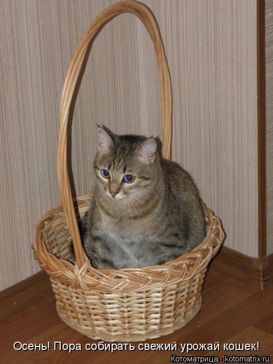 Котоматрица: Осень! Пора собирать свежий урожай кошек!