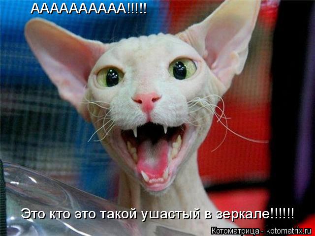 Котоматрица: Это кто это такой ушастый в зеркале!!!!!! АААААААААА!!!!!
