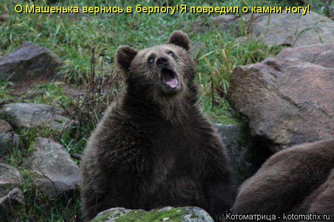 Котоматрица: О,Машенька вернись в берлогу!Я повредил о камни ногу!