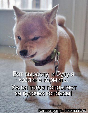 Котоматрица: Вот вырасту, и буду я Уж он тогда попрыгает за кусочек колбасы! хозяина кормить...