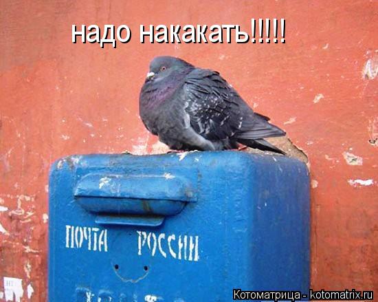 Котоматрица: надо накакать!!!!!