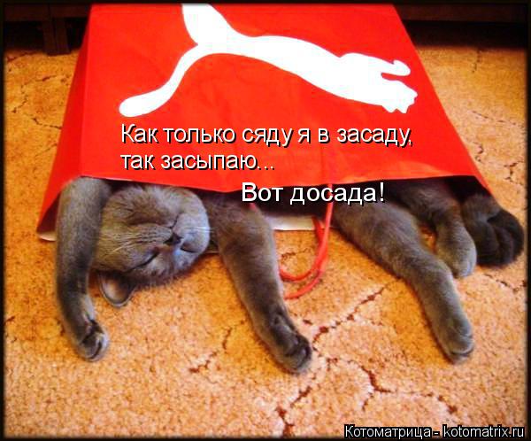 Как только сяду я в засаду, так засыпаю... Вот досада!... Котоматрица: Как только сяду я в засаду, так засыпаю... Вот досада!