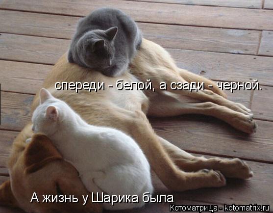 Котоматрица: А жизнь у Шарика была  спереди - белой, а сзади - черной.