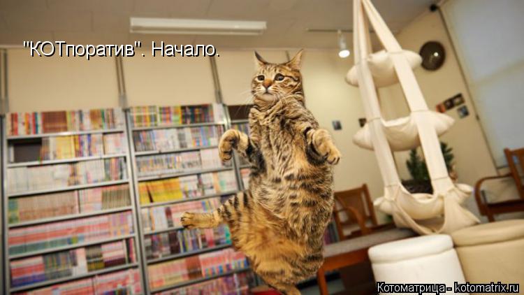 "КОТпоратив". Начало.... Котоматрица: "КОТпоратив". Начало.