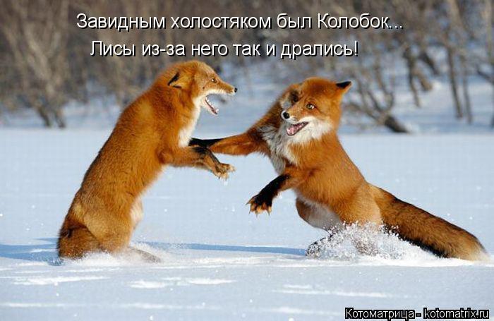 Котоматрица: Завидным холостяком был Колобок... Лисы из-за него так и дрались!