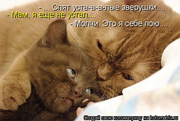 Котоматрица: - ... Спят уста-а-а-лые зверушки.... - Мам, я еще не устал.... - Молчи. Это я себе пою....