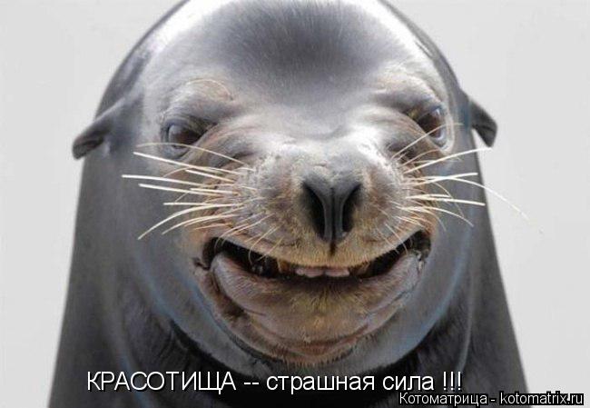 КРАСОТИЩА -- страшная сила !!!... Котоматрица: КРАСОТИЩА -- страшная сила !!!