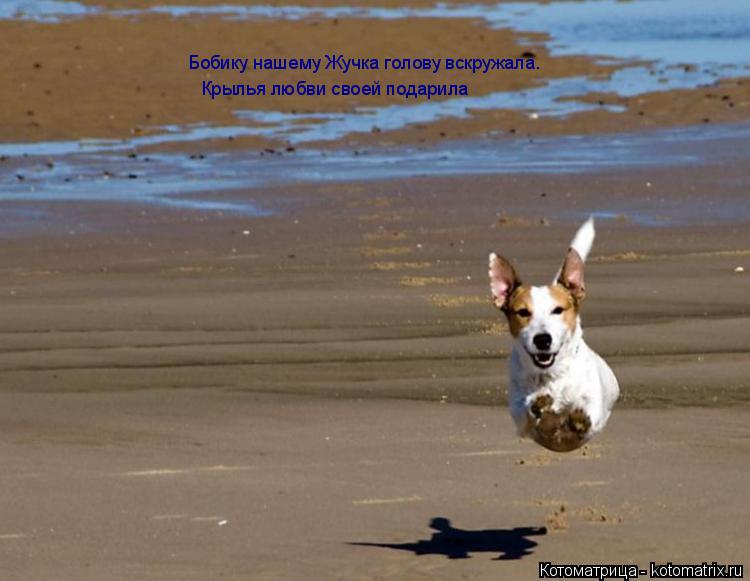 Котоматрица: Бобику нашему Жучка голову вскружала. Крылья любви своей подарила