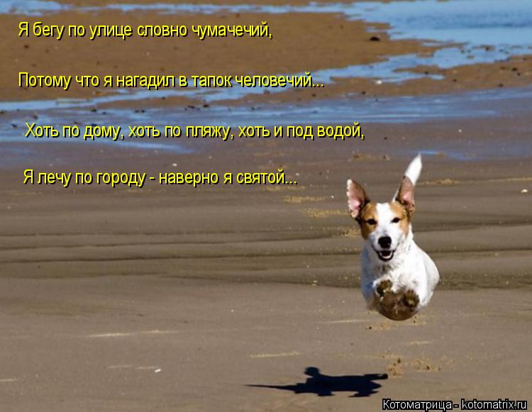 Котоматрица: Хоть по дому, хоть по пляжу, хоть и под водой, Я бегу по улице словно чумачечий, Потому что я нагадил в тапок человечий... Я лечу по городу - нав