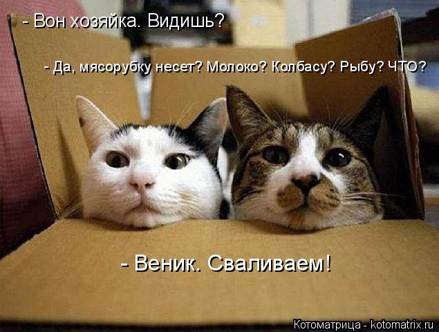 Котоматрица: - Вон хозяйка. Видишь? - Да, мясорубку несет? Молоко? Колбасу? Рыбу? ЧТО? - Веник. Сваливаем!