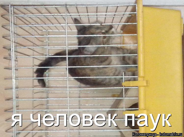 Котоматрица: я человек паук