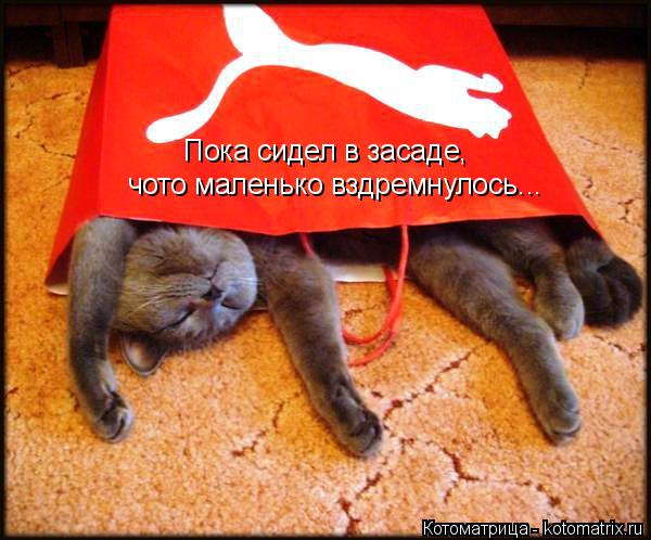 Котоматрица: Пока сидел в засаде, чото маленько вздремнулось...