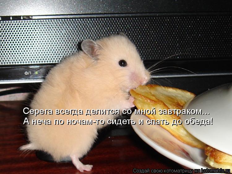 Котоматрица: А неча по ночам-то сидеть и спать до обеда! Серега всегда делится со мной завтраком...