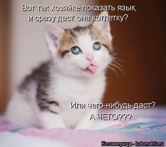 Котоматрица: Вот так хозяйке показать язык,  и сразу даст она котлетку? Или чего-нибудь даст? А ЧЕГО???