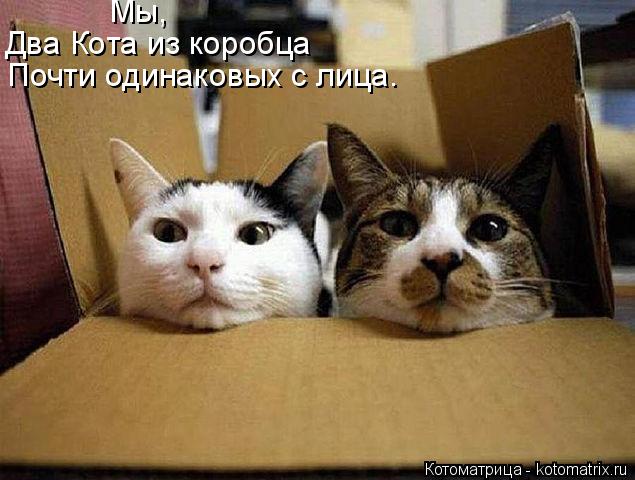 Котоматрица: Почти одинаковых с лица. Два Кота из коробца Мы,