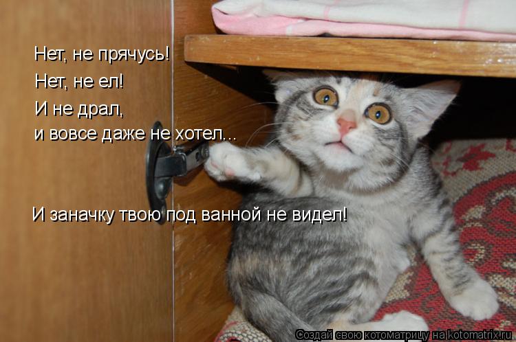 Нет, не прячусь! Нет, не ел! И не драл, и вовсе даже не хотел... И заначку твою под ванной не видел!... Котоматрица: Нет, не прячусь! Нет, не ел! И не драл, и вовсе даже не хотел... И заначку твою под ванной не видел!