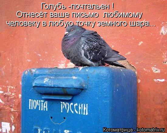 Голубь -почтальен ! Отнесёт ваше письмо любимому человеку в любую точку земного шара...... Котоматрица: Голубь -почтальен ! Отнесёт ваше письмо любимому человеку в любую точку земного шара...