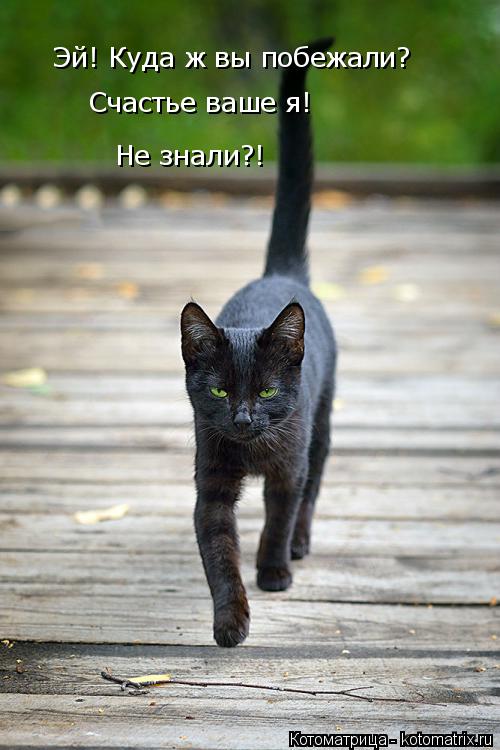 Котоматрица: Эй! Куда ж вы побежали? Счастье ваше я! Не знали?!