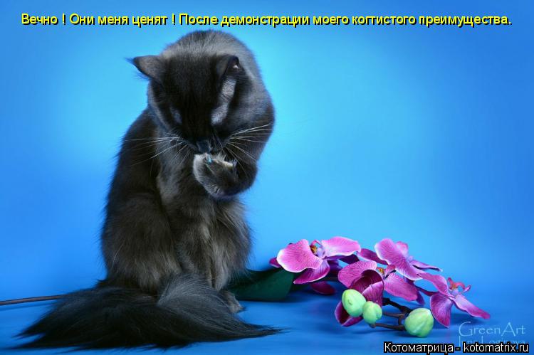 Котоматрица: Вечно ! Они меня ценят ! После демонстрации моего когтистого преимущества.