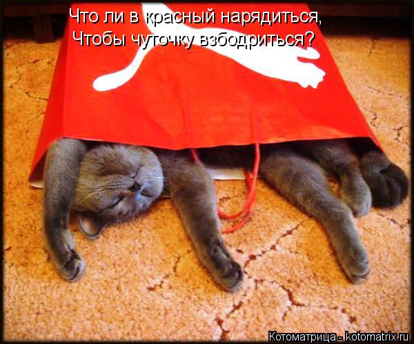 Что ли в красный нарядиться, Чтобы чуточку взбодриться?... Котоматрица: Что ли в красный нарядиться, Чтобы чуточку взбодриться?