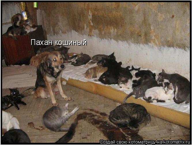 Пахан кошиный... Котоматрица: Пахан кошиный