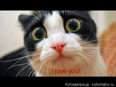 Котоматрица: I love you!