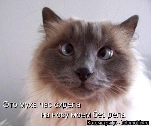 Котоматрица: Это муха час сидела на носу моем без дела