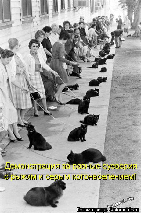 Демонстрация за равные суеверия с рыжим и серым котонаселением!... Котоматрица: Демонстрация за равные суеверия с рыжим и серым котонаселением!