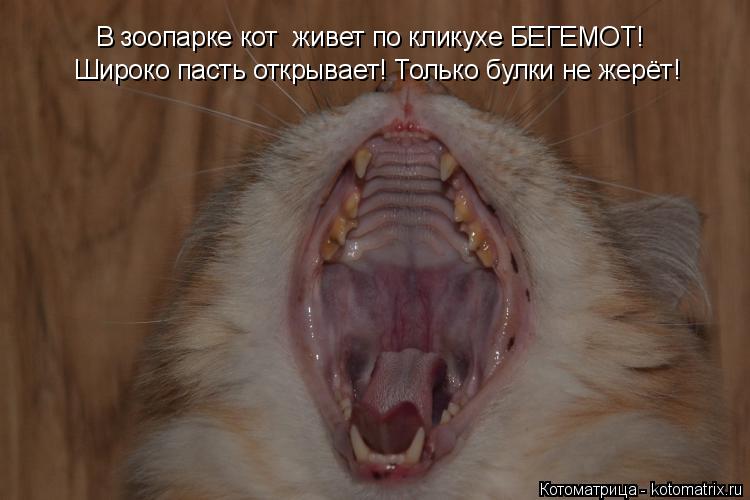 В зоопарке кот живет по кликухе БЕГЕМОТ! Широко пасть открывает! Только булки не жерёт!... Котоматрица: В зоопарке кот живет по кликухе БЕГЕМОТ! Широко пасть открывает! Только булки не жерёт!