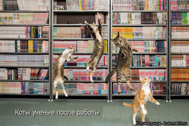 Коты ученые после работы... Котоматрица: Коты ученые после работы