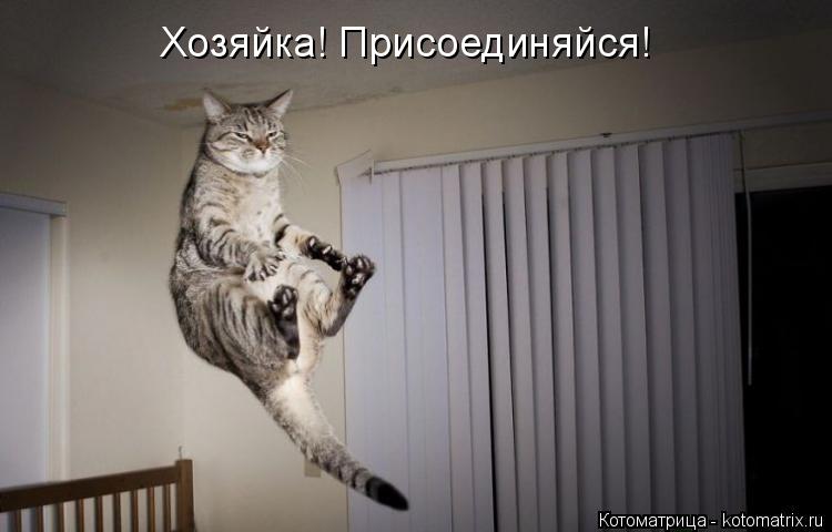 Котоматрица: Хозяйка! Присоединяйся!