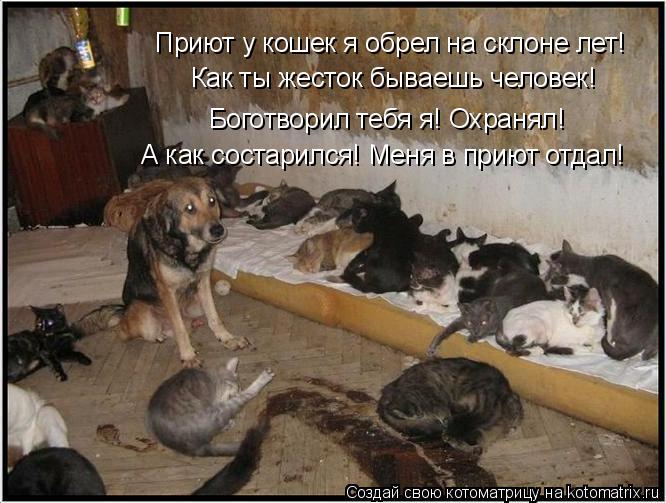 Приют у кошек я обрел на склоне лет! Как ты жесток бываешь человек! Боготворил тебя я! Охранял! А как... Котоматрица: Приют у кошек я обрел на склоне лет! Как ты жесток бываешь человек! Боготворил тебя я! Охранял! А как состарился! Меня в приют отдал!