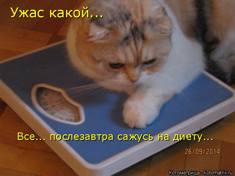 Котоматрица: Ужас какой... Все... послезавтра сажусь на диету...