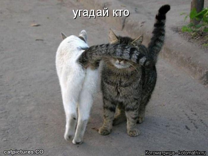 угадай кто... Котоматрица: угадай кто