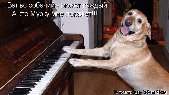 Котоматрица: Вальс собачий - может каждый! А кто Мурку мне покажет!!!