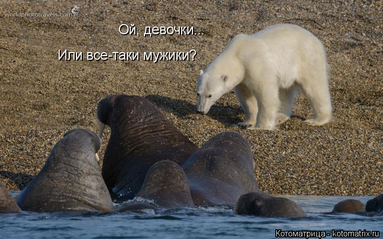 Котоматрица: Ой, девочки... Или все-таки мужики?