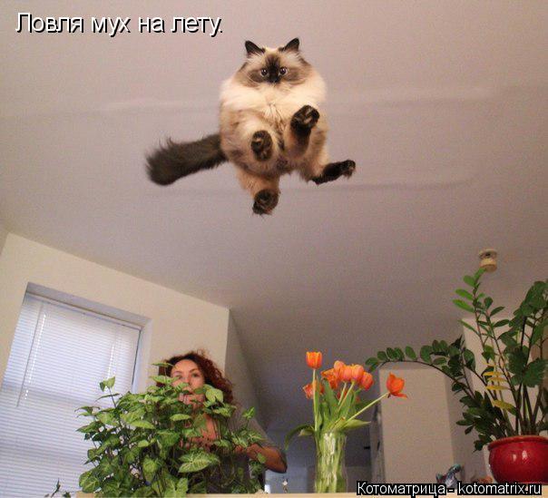 Ловля мух на лету.... Котоматрица: Ловля мух на лету.