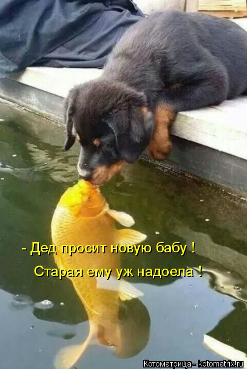 Котоматрица: - Дед просит новую бабу ! Старая ему уж надоела !