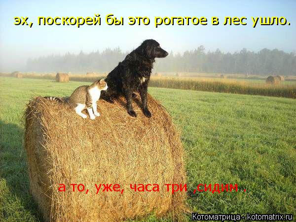 эх, поскорей бы это рогатое в лес ушло. эх, поскорей бы это рогатое в лес ушло. эх, поскорей бы это р... Котоматрица: эх, поскорей бы это рогатое в лес ушло. эх, поскорей бы это рогатое в лес ушло. эх, поскорей бы это рогатое в лес ушло. а то, уже, часа три ,сиди