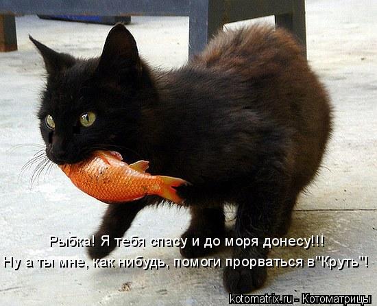 Котоматрица: Ну а ты мне, как нибудь, помоги прорваться в"Круть"! Рыбка! Я тебя спасу и до моря донесу!!!