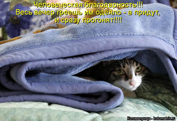 Человеческая благодарность!!! Весь вечер греешь им одеяло - а придут, и сразу прогонят!!!!... Котоматрица: Человеческая благодарность!!! Весь вечер греешь им одеяло - а придут, и сразу прогонят!!!!