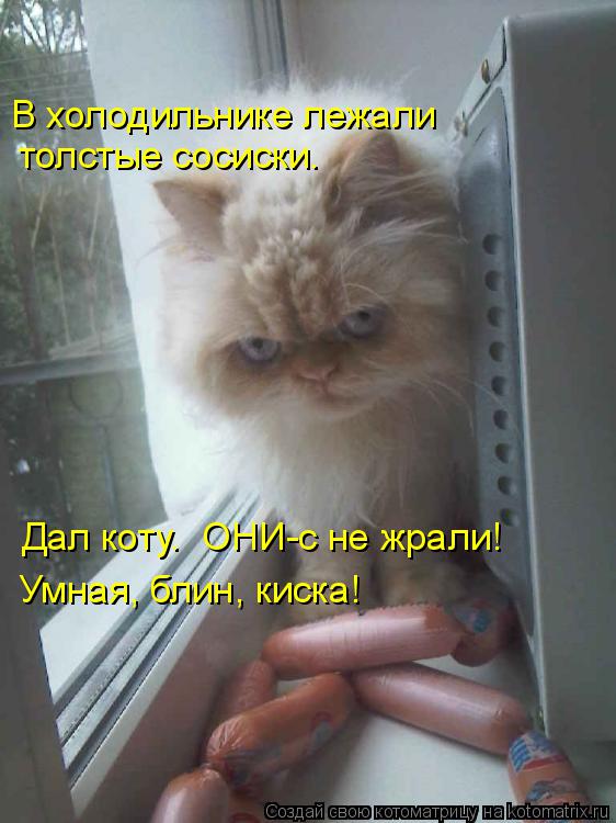 Котоматрица: В холодильнике лежали толстые сосиски. Дал коту.  ОНИ-с не жрали! Умная, блин, киска!