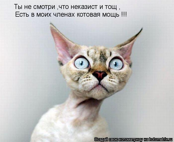 Ты не смотри ,что неказист и тощ , Есть в моих членах котовая мощь !!!... Котоматрица: Ты не смотри ,что неказист и тощ , Есть в моих членах котовая мощь !!!