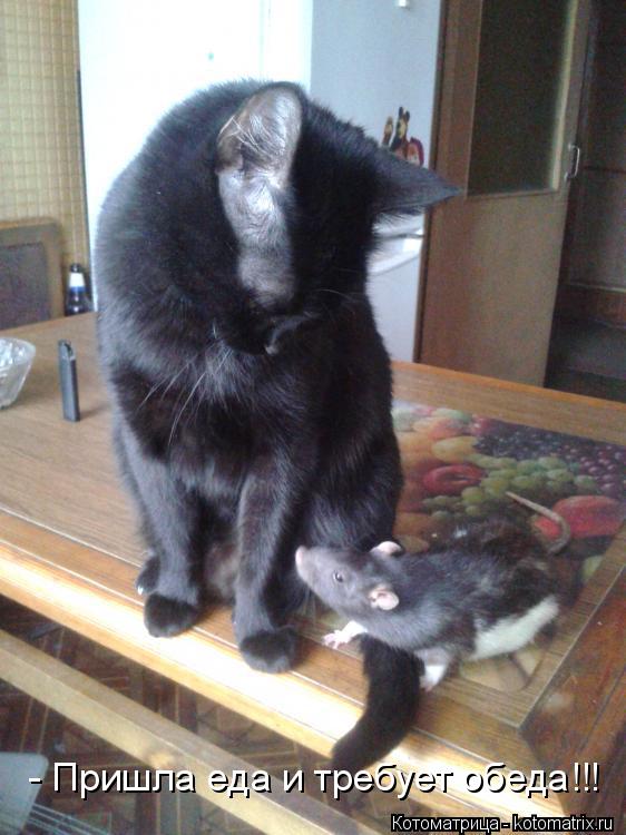 Котоматрица: - Пришла еда и требует обеда!!!