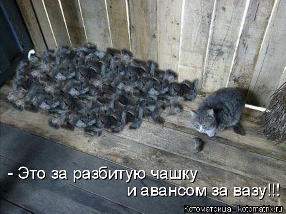Котоматрица: - Это за разбитую чашку и авансом за вазу!!!