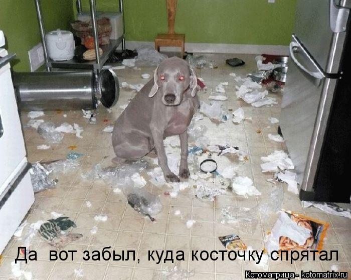 Котоматрица: Да  вот забыл, куда косточку спрятал