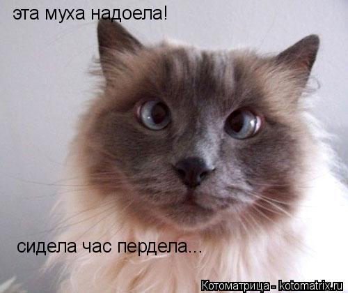 Котоматрица: эта муха надоела! сидела час пердела...